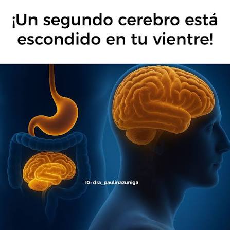 Tu Segundo Cerebro y el Control Secreto de tus Antojos